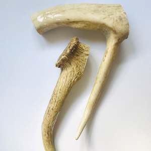 Treats: Deer Antler - Extra Large