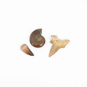 Gift Boxes: Small Mix & Match Fossil Bundle- Save Up to $10