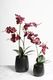 Artificial Plant - Phalaenopsis Orchid Red L