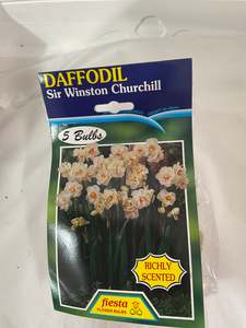 Bulb - DAFFODIL - Sir Winston Churchill