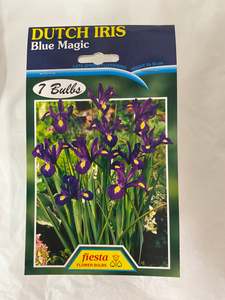 Bulb - DUTCH IRIS- Blue Magic  Pk7