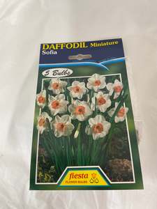 Garden: Bulb - DAFFODIL - Miniature Sofia