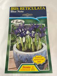 Garden: Bulb - IRIS RETICULATA - Blue Note