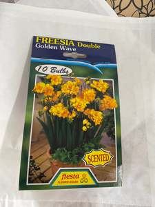 Bulb - FREESIA - Golden Wave