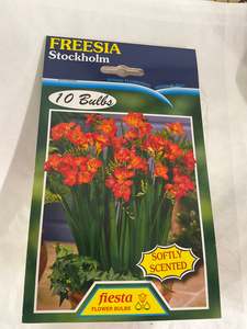 Bulb - FREESIA - Stockholm Pk 10