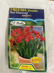 Garden: Bulb - FREESIA - Red DIamond Pk 10