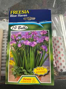 Garden: Bulb - FREESIA - Blue Haven Pk 10