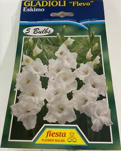 Bulb - Gladioli - Flevo - Eskimo