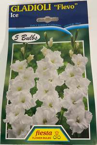 Garden: Bulb - Gladioli - Flevo - Ice