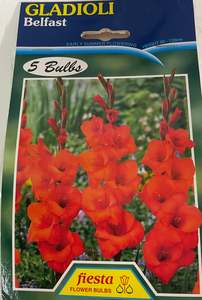 Garden: Bulb - Gladioli - Belfast