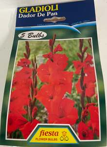 Bulb - Gladioli - Dandor de Pan
