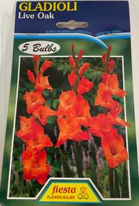 Bulb - Gladioli - Live Oak