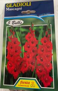 Garden: Bulb - Gladioli - Mascagni