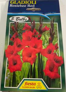 Bulb - Gladioli - Rosiebee Red