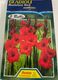 Bulb - Gladioli - Rosiebee Red