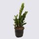 Indoor Plant - ZZ Plant - Zanzibar Gem 14cm Pot