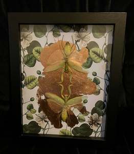 Grasshopler Double  - Taxidermy