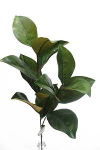 Artificial Flowers And Plants: Artificial Flower - Magnolia Grandiflora Foliage