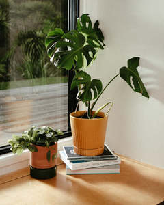 Indoor Plants 1: Indie Planter - Mustard