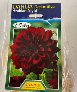 Garden 1: Dahlia Tuber - Arabian Night