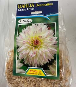 Dahlia Tuber - Crazy Love