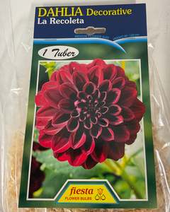 Garden 1: Dahlia Tuber - La Recoleta