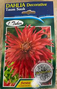 Garden 1: Dahlia Tuber - Taum Sauk