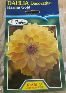 Garden 1: Dahlia Tuber - Karma Gold