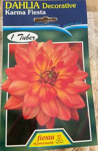 Garden 1: Dahlia Tuber - Karma Fiesta