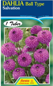 Garden 1: Dahlia Tuber - Salvation
