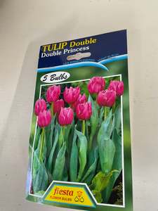 Bulb - TULIP - Double Princess