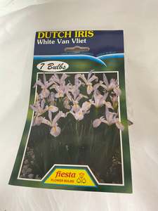 Bulb - DUTCH IRIS - White Van Vliet