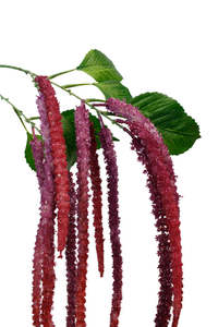 Artificial Flower - Amaranthus Spray Burgundy