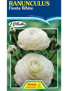 Bulb - RANUNCULUS - White