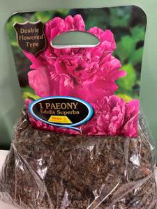 Peony Tuber - Edulis Superba