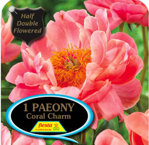 Peony Tuber - Coral Charm