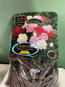 Gift: Paeony Mixed - Pack of 3