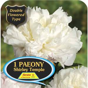 Gift: Peony Tuber - Shirley Temple