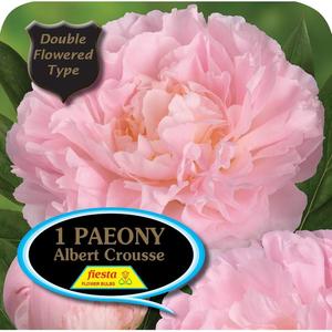 Gift: Peony Tuber - Albert Crousse