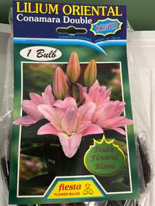 Gift: Lily - Conamara