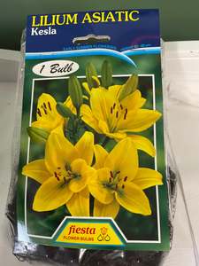 Lily - Kesla