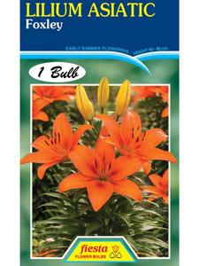 Gift: Lily - Foxley