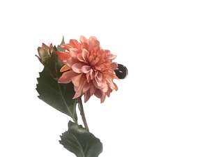 Home: Artificial Flower - Border Dahlia - Vintage Pink