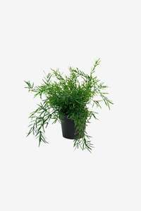 Artificial Potted Asparagus Fern