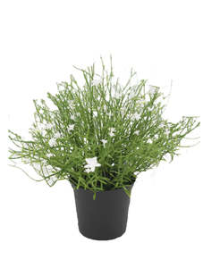 Artificial Potted Babies Breath Bush - White