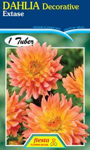 Gift: Dahlia Tuber - Extase