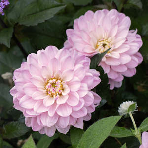 Gift: Dahlia Tuber - Melody Harmony