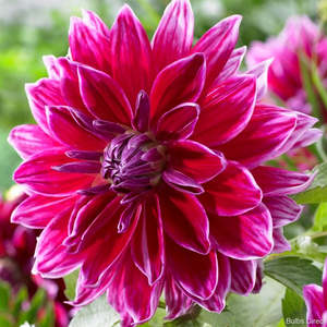 Dahlia Tuber - Mero Star