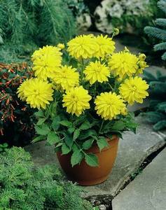 Dahlia Tuber - Melody Latin