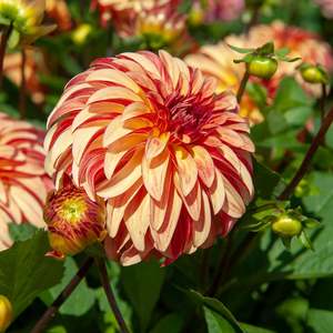 Gift: Dahlia Tuber - Irish Pinwheel